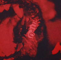 GVC